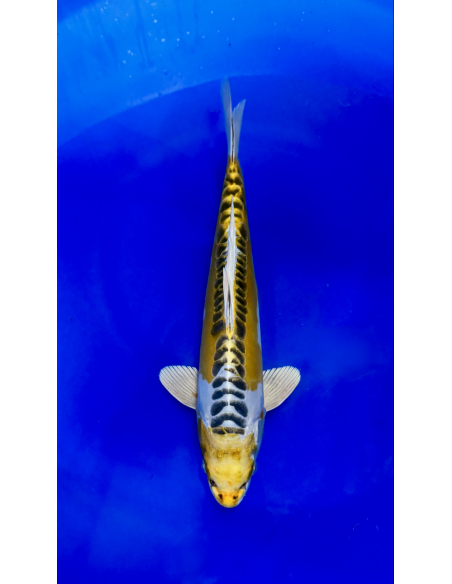 Ki kikokuryu (Tateshita)