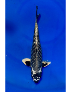 Ginrin matsubakawabake (Tateshita)