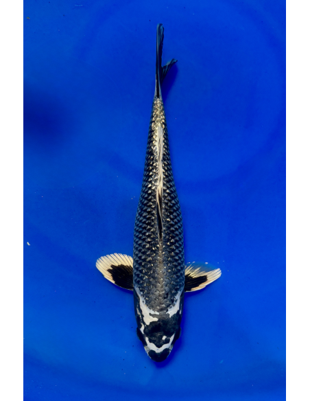 Ginrin matsubakawabake (Tateshita)