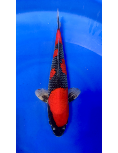 Goshioki (Tateshita)