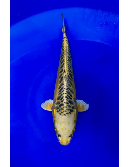 Ki kikokuryu (Tateshita)