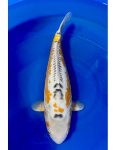 Carpes koi, Ki shusui 2