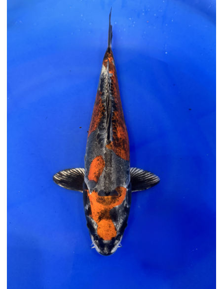 Kin kikokuryu (Tateshita)