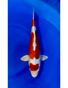 Beni kikokuryu (Tateshita) aokiya