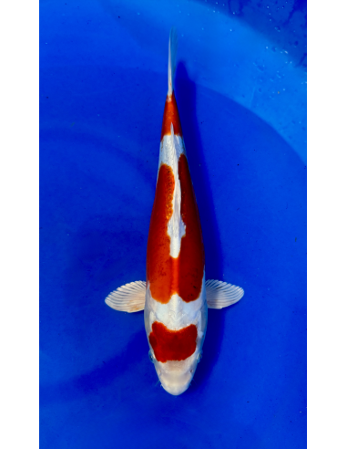 Beni kikokuryu (Tateshita) aokiya