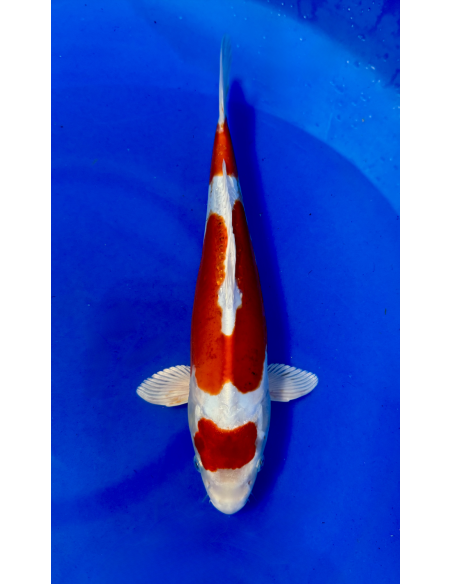 Beni kikokuryu (Tateshita) aokiya