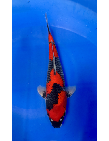 Goshioki (Tateshita) Aokiya