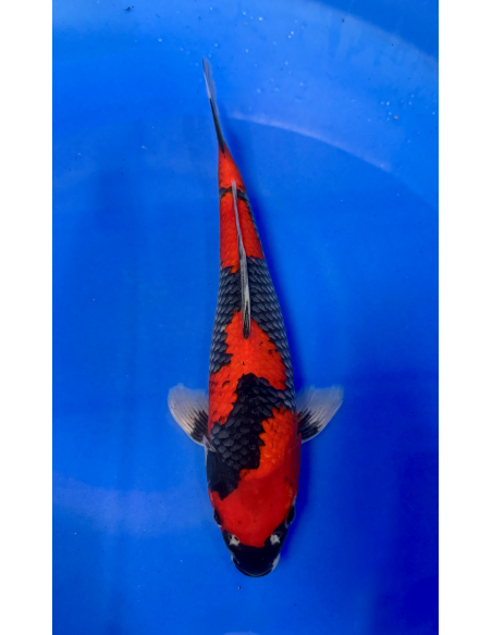 Goshioki (Tateshita) Aokiya