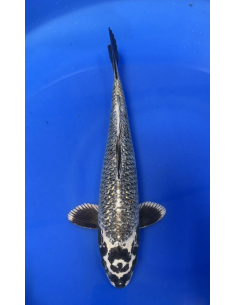 Ginrin matsubakawabake (Tateshita) Aokiya