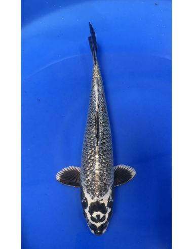 Ginrin matsubakawabake (Tateshita) Aokiya