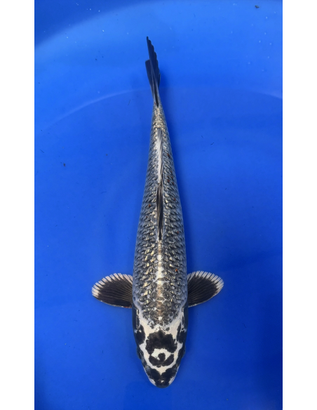 Ginrin matsubakawabake (Tateshita) Aokiya