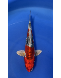 Kin kikokuryu (Tateshita)