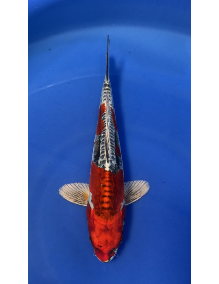 Kin kikokuryu (Tateshita) aokiya