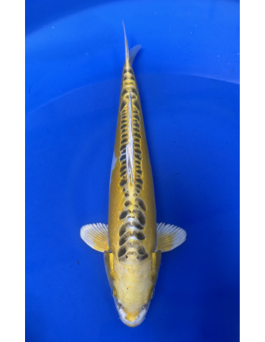 Ki kikokuryu (Tateshita) Aokiya