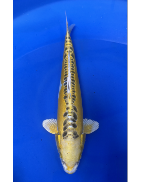 Ki kikokuryu (Tateshita) Aokiya