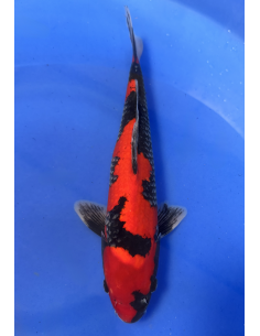 Goshioki (Tateshita) Aokiya