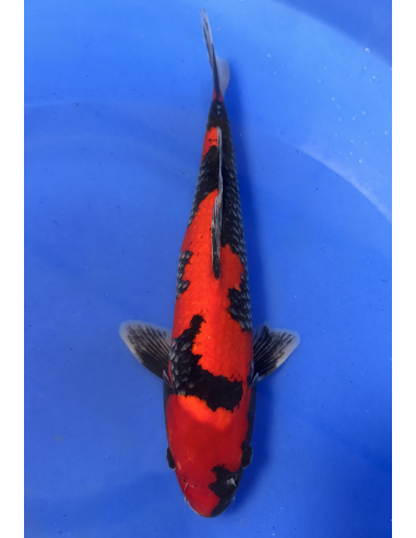 Goshioki (Tateshita) Aokiya