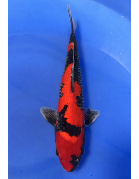 Goshioki (Tateshita) Aokiya