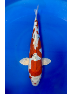 Beni kikokuryu (Tateshita) aokiya