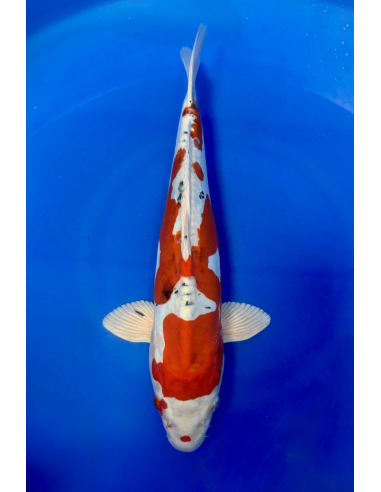 Beni kikokuryu (Tateshita) aokiya