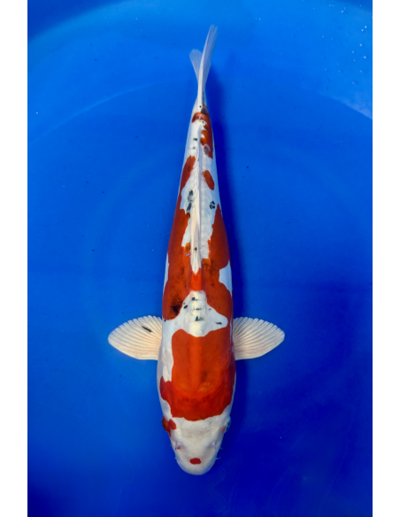 Beni kikokuryu (Tateshita) aokiya