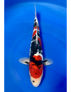 Doitsu Showa (Tateshita) Aokiya