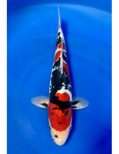 Doitsu Showa (Tateshita) Aokiya