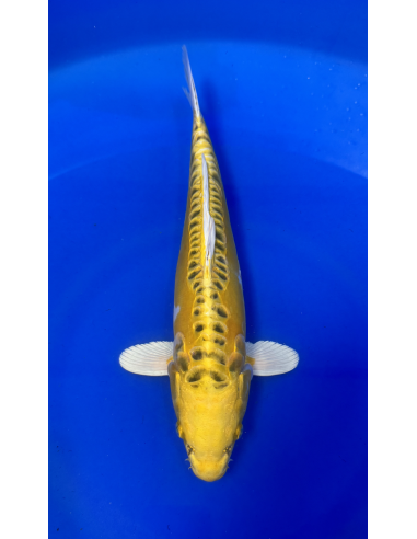 Ki kikokuryu (Tateshita)