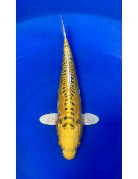 Ki kikokuryu (Tateshita)