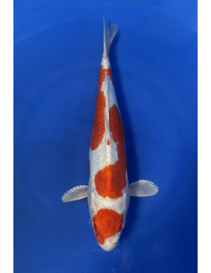 Beni kikokuryu (Tateshita) aokiya