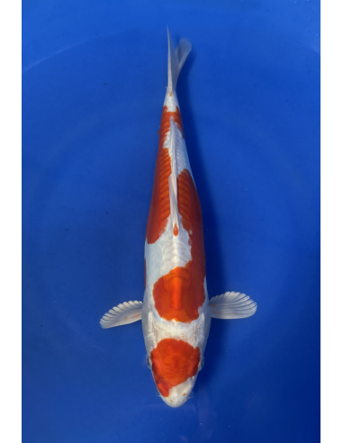 Beni kikokuryu (Tateshita) aokiya