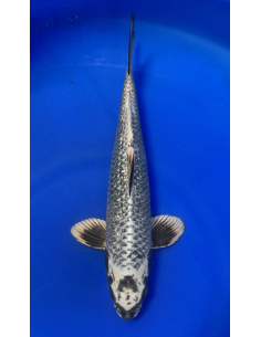 Ginrin matsubakawabake (Tateshita) Aokiya