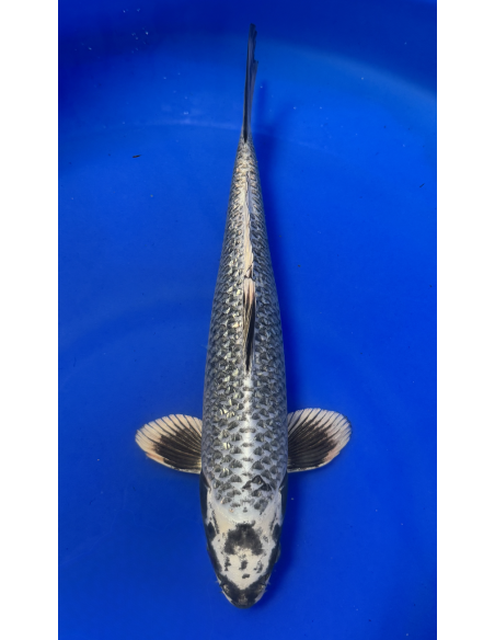 Ginrin matsubakawabake (Tateshita) Aokiya