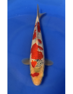 Goshiki Jumbo tosai hiroi