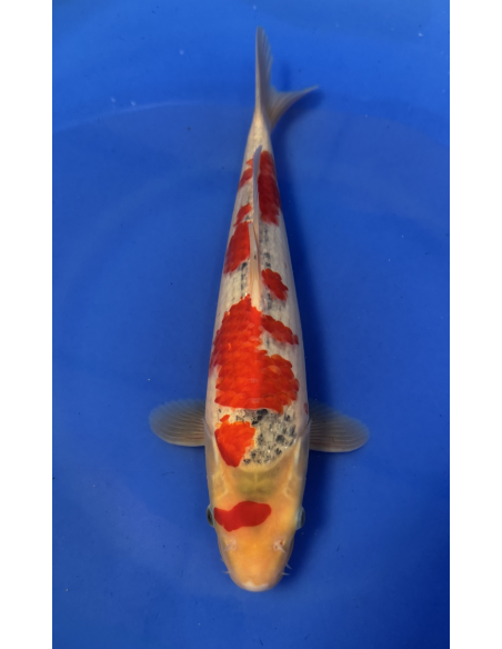 Goshiki Jumbo tosai hiroi