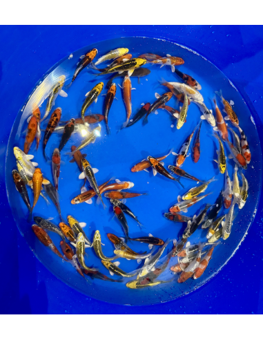 Tosai mix Aoki 12/15 cm