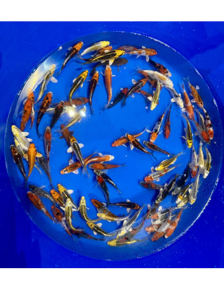 Tosai mix Aoki 12/15 cm