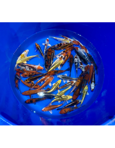 Tosai mix Aoki 15/18 cm