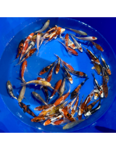 Tosai mix Kase 15/18 cm