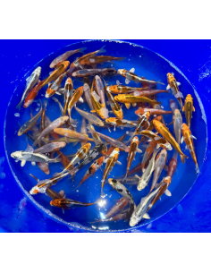 Tosai mix Hosokai 13/16 cm