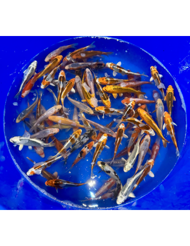 Tosai mix Hosokai 13/16 cm