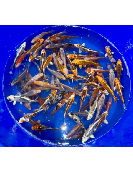 Tosai mix Hosokai 13/16 cm