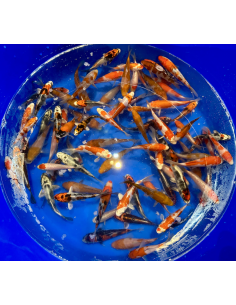 Tosai mix Kanno 13/16 cm