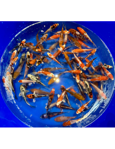 Tosai mix Kanno 13/16 cm