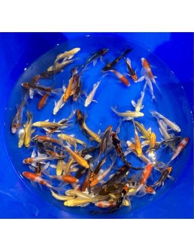 Tosai voile mix Suda 15/17 cm