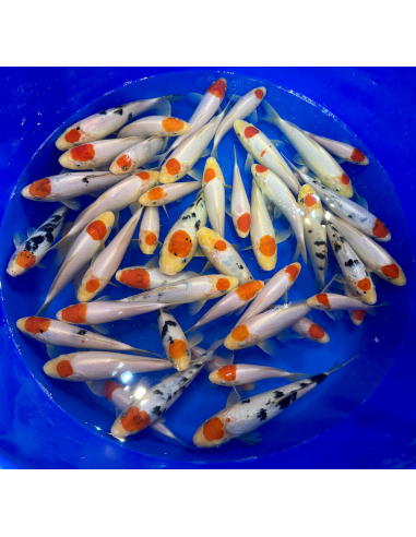 Tosai Tancho Marudo 15/20 cm