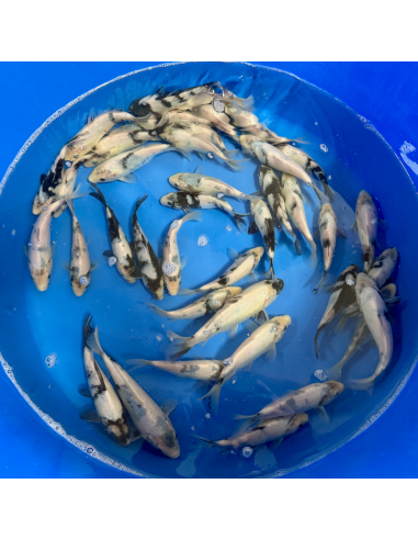 Tosai Shiro Utsuri Kobayashi 14/16 cm