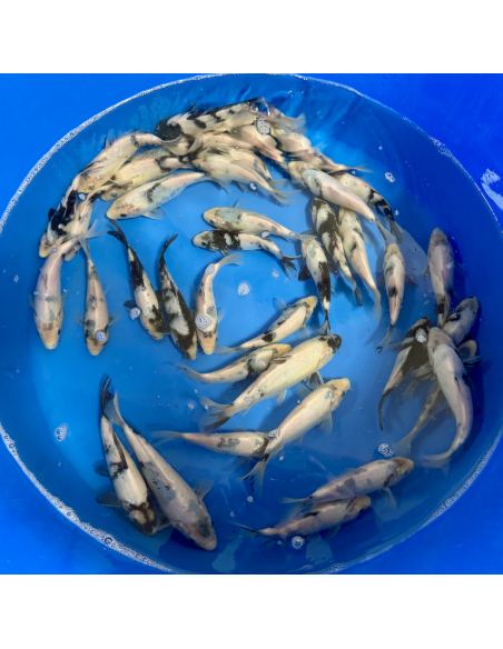 Tosai Shiro Utsuri Kobayashi 14/16 cm