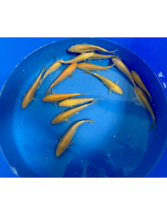 Tosai Karashigoi Marusei 15/18 cm – Koï japonaise