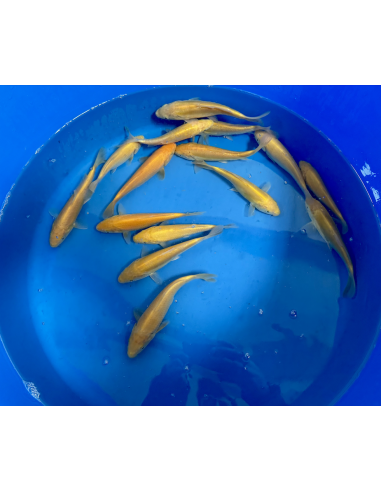 Tosai Karashigoi Marusei 15/18 cm – Koï japonaise